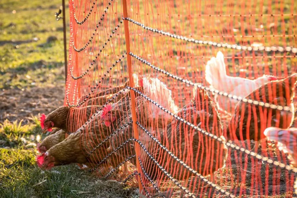 Curtains installed along the side of a poultry house