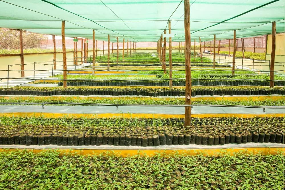 Shade cloth over a nursery of young plants